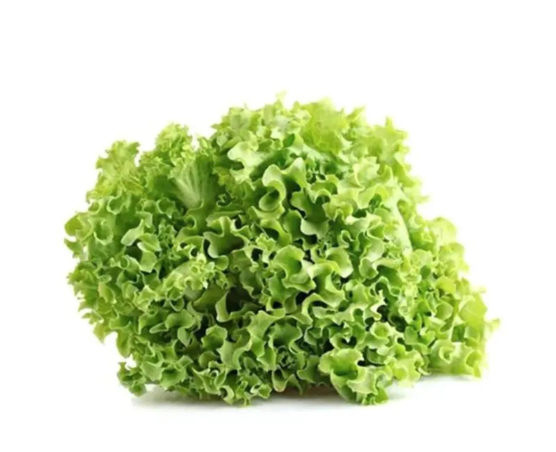 Alface Crespa Verde mç