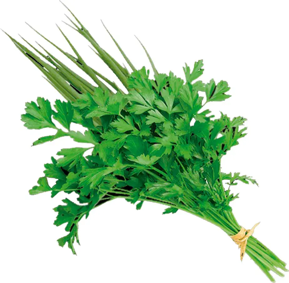 Cheiro Verde (Salsa + Cebolinha) mç