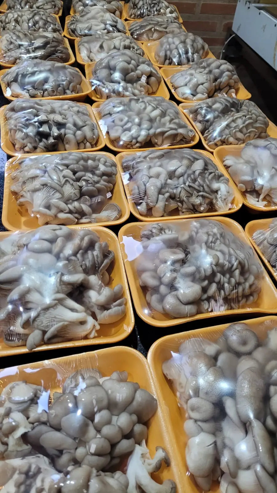 Cogumelo Shimeji 200g
